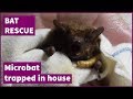 Microbat After Rescue This Is Betty