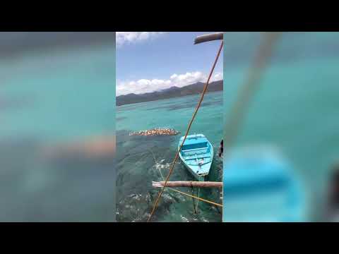 Seaweeds planting - patagkes @jericocatanduanes #viralvideo #seaweeds #tambalang #seaweedsfarming