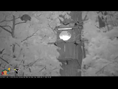 All Owlets Fledged In 2020! | Youngest Barred Owl "Hope" Takes The Leap – May 17, 2020