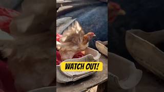 Angry Mama Alert! 🐔 Don’t Touch Her Eggs in Nicaragua! #animals #funny #nicaragua