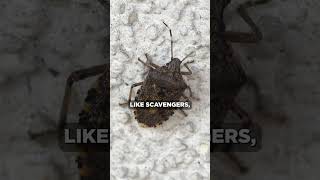 Does Killing a Stink Bug attract MORE #shorts