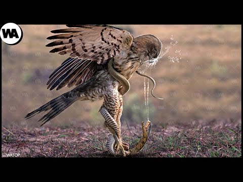 Les Animaux Qui Utilisent Leurs Armes Fatales Pour Tuer l'Ennemi