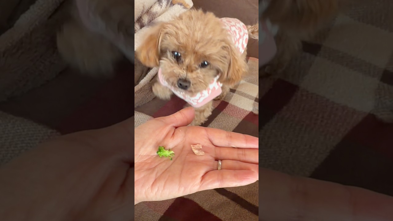 お魚とブロッコリーはどっちが好き？ #shorts #元保護犬 #トイプードル