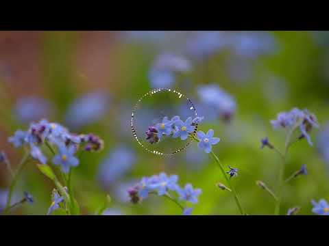 Nowy Ślad - Niezapominajka (Forget-me-not)