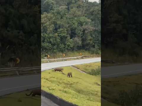 Casal de onças na estrada Apiaí x Guapiara (Rodovia SP-250) #onças #valedoribeira