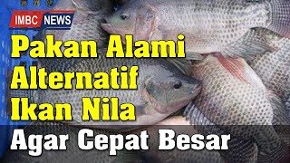 Download lagu Pakan Alternatif Alami Ikan Nila Agar Cepat Besar mp3