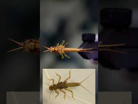 Is this even fly tying??