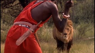 Masai in Kenya kills a big male lion with their spears