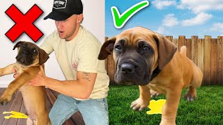 Puppy Training- How To Potty Train Your Puppy In 4 Days! 10 Week Old Puppy Potty Training!