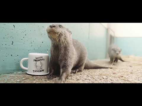 Monsters of Liedermaching - To Do Liste (Official Video)