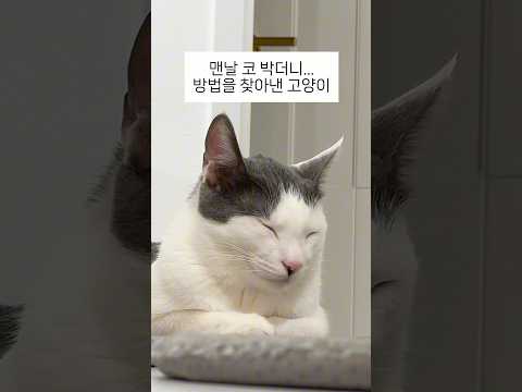 코 안 박으려고 머리 쓴 고양이 꼬물이
