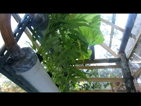 e-Aquaponics - Langkah pertama menuju rumah tangga yang mandiri ( self-sufficient living)
