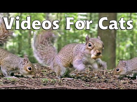 Videos \u0026 Movies for Cats to Watch Squirrels - Squirrel World