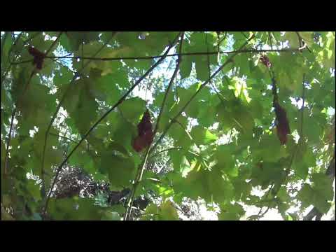 SaraZul - Conectar- Eleya