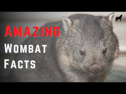 Top 10 Most Amazing Facts About Wombats - Quick Wombat Facts