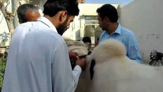 preview picture of video 'kamran qurbani'