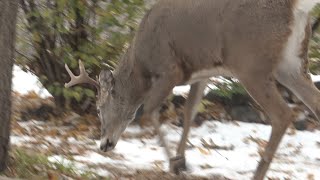 white tailed buck rutting suburban yard 10 24 20