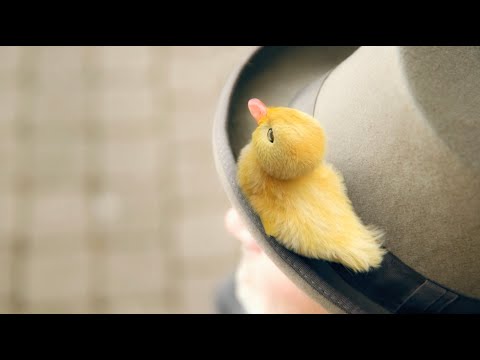 Doorman and The Duck - YouTube
