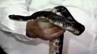 Ray Stevens - Smokey Mountain Rattlesnake Retreat
