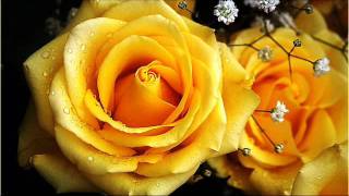 DOLLY PARTON - YELLOW ROSES.wmv
