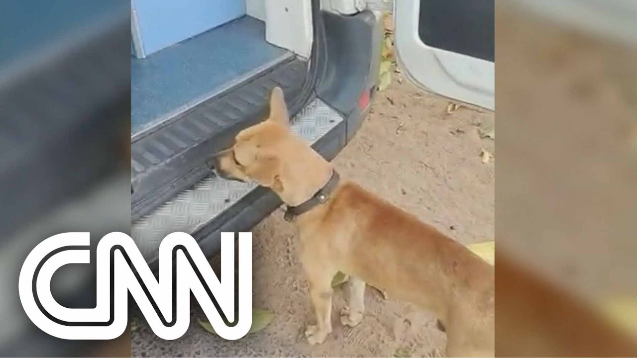 Cachorro segue ambulância com o tutor por cerca de 3 quilômetros até o hospital