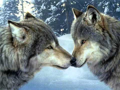 The world of the wolves - Korg TR61 Korg PA50