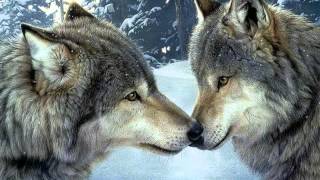 The world of the wolves - Korg TR61 Korg PA50