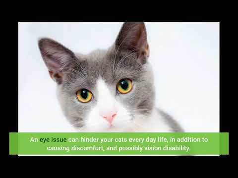 What Does Cat Vision Problems: What to Look for