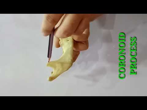 MANDIBLE PART-1 BY DR MITESH DAVE