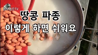 땅콩 쉽게 쉽게 파종 하는 방법