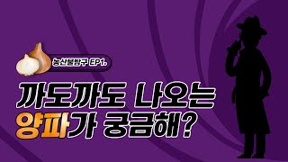 까도까도 나오는 양파가 궁금해!? | 농산물 탐구생활 ep.1