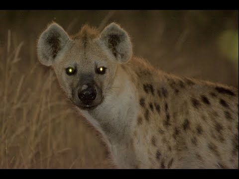 Hyena on night patrol - Safari from home | Everyday Bush Living
