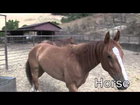 Grandpa's Farm Music Video