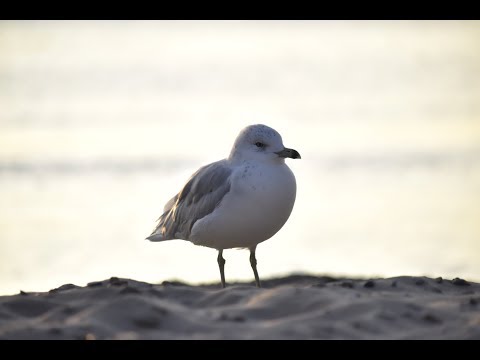 ShotByDarEpic25 - "6 A.M." (A DarE Film) - Nikon Movie