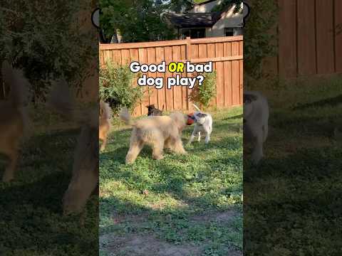 Good or bad dog play? 👀❓ #dog #dogtrainer #dogplay