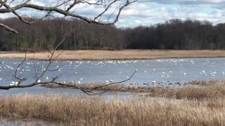 Tundra Swans in Virginia