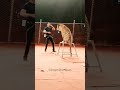 Lucky Irani Circus Tiger Item With Senior Ring Master Iqbal Khan Circus Luckyiranicircus