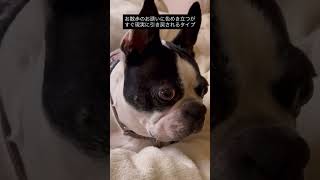 散歩のお誘いに色めき立つ犬 #ボストンテリア