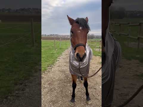 Chemise anti-eczéma RIDING WORLD