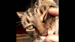 Sunday Morning at the Cat Ranch