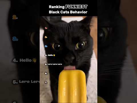 Ranking FUNNIEST Black Cats Behavior #shorts #cat