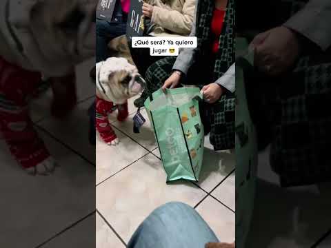 Y que les trajo Santa? #navidad #familia #regalos #mascotas #bulldog #entretenimiento