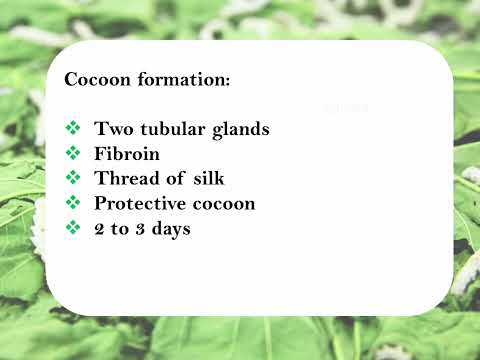 Life cycle of a Silk Worm