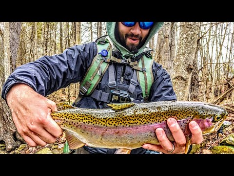 Spring Lake Run Trout