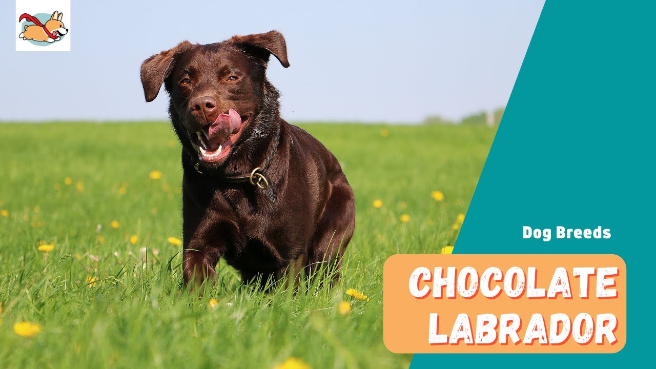 What are the characteristics of a chocolate labrador? Tipseri