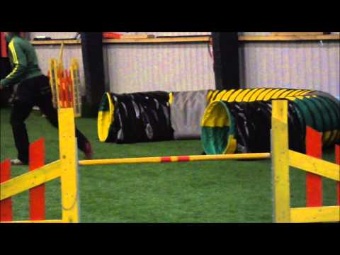 Dima - agilityn möllikisat 21.4.2012