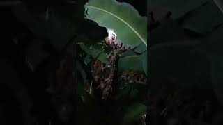 Download lagu berburu luwak malam malam mp3