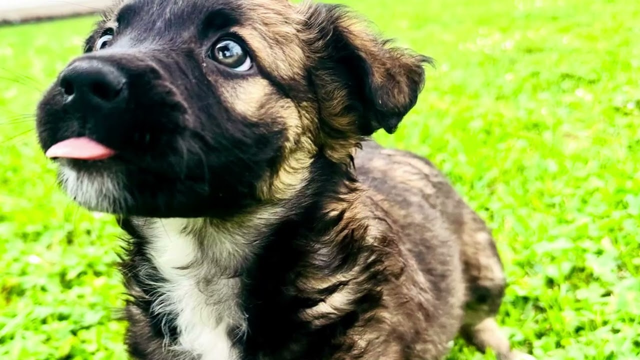Enlarge Aspen, an adopted mixed breed in Hartford , CT video 3/6