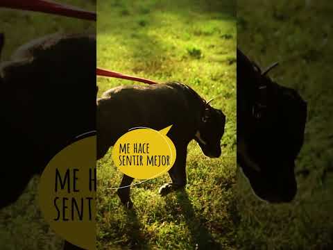 Poster image for &ldquo;Día a Día&rdquo; video