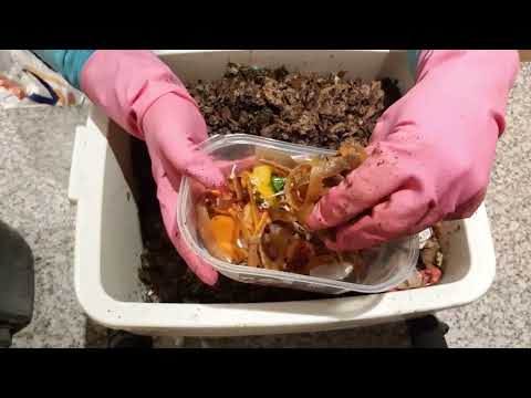 74-day old ENC Cocoon nursery bin feeding and checking.